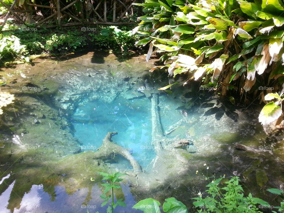 Blue pond with plants in Chiang Mai