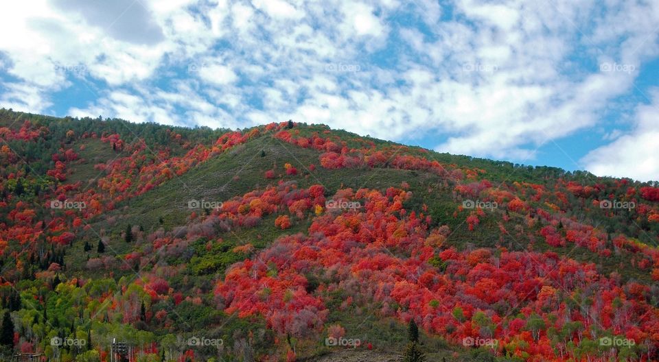 Mountain foliage 