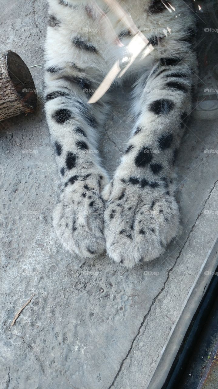 big paws