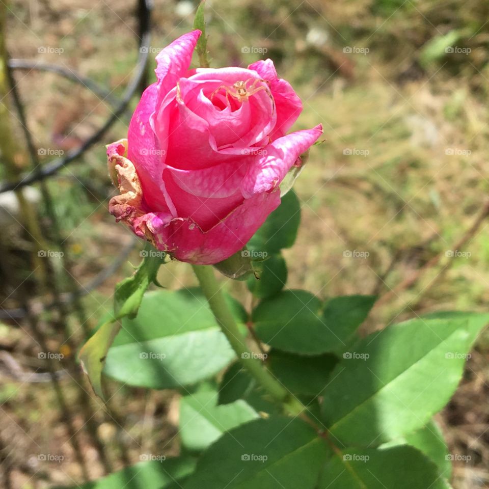 Last fuchsia rose bud in my garden that was able to grow after first frost🌹New England