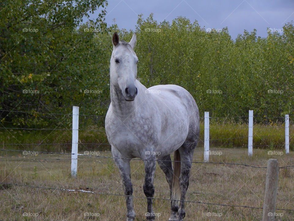 Grey Dapple Horse