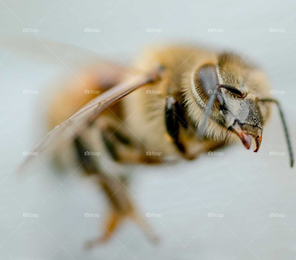 bee