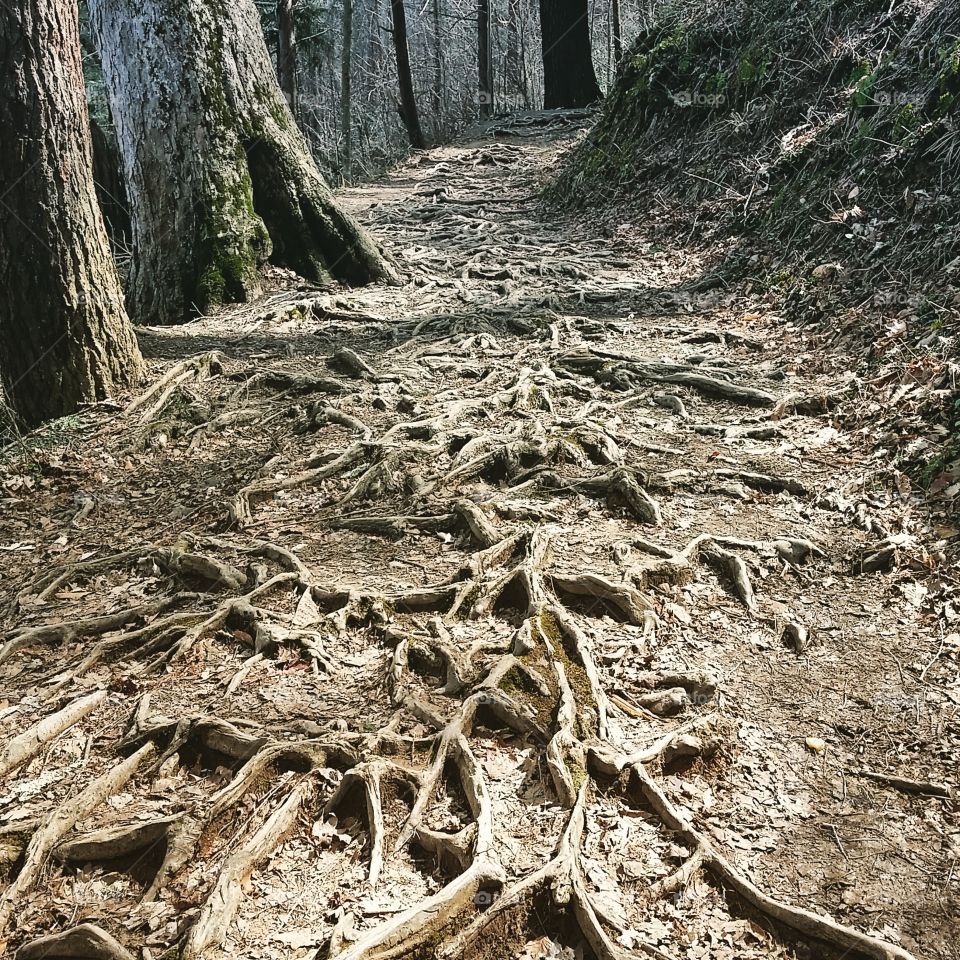 Globally connected. Hiking trails in TN