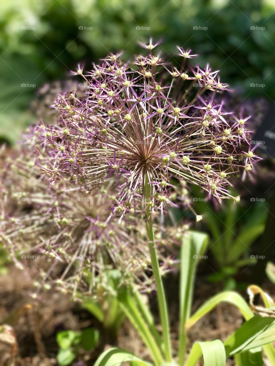 Firework flower