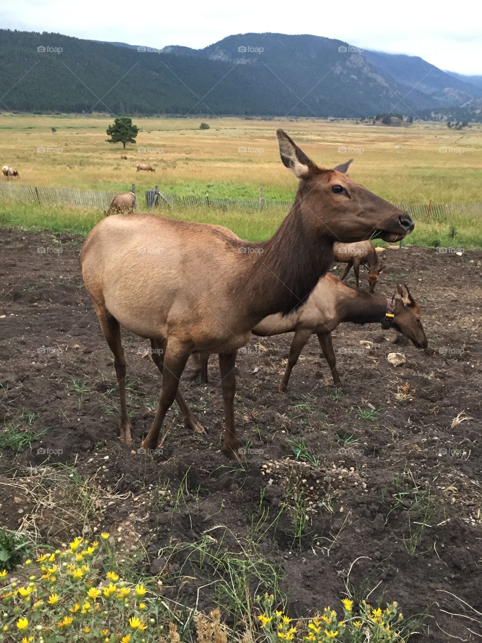 Elk 