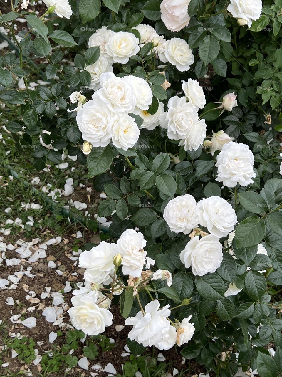White rose in Yuanshan Flower Expo Park Taipei