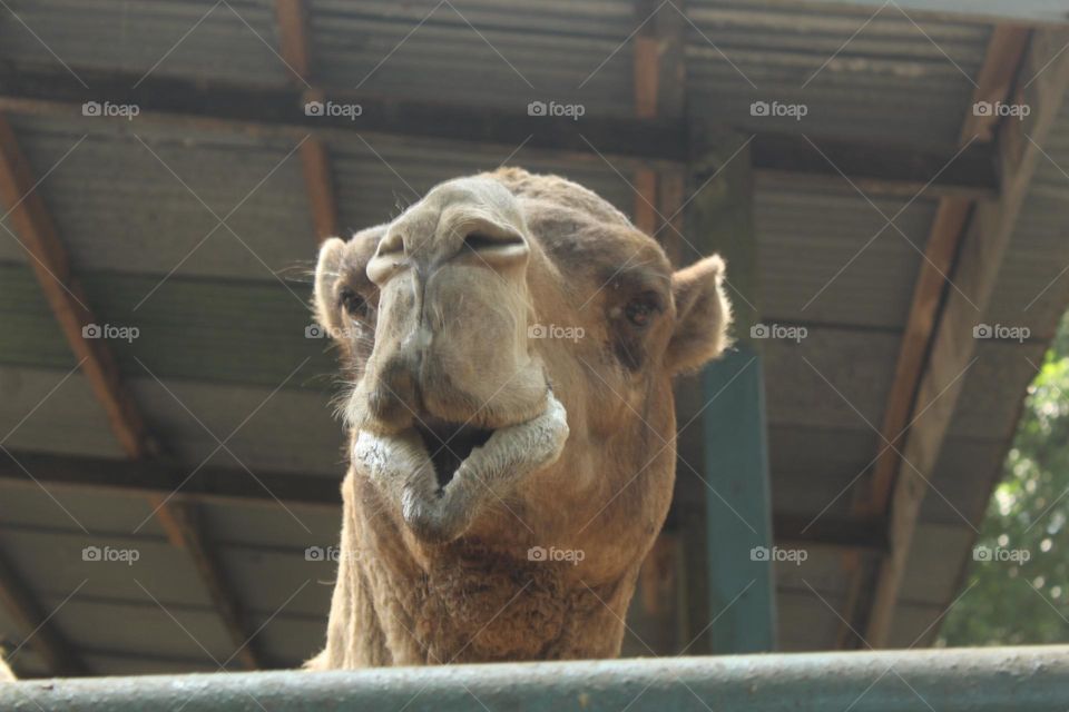 camel head