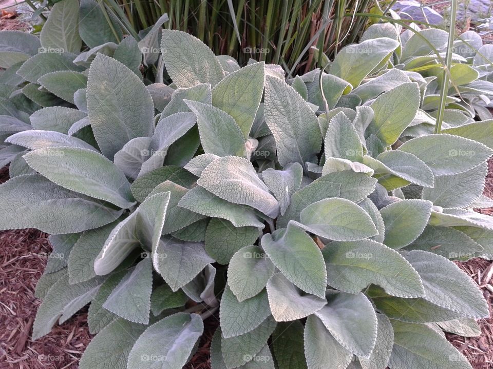 Lambs ear. An anchor planting in the front garden.
