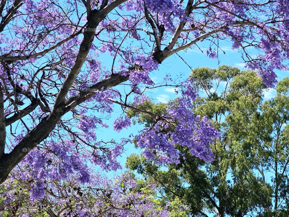 The Jacaranda tree in Buenos Aires blooms mid spring and covers the streets in a blue-violet carpet. It's attractive and long-lasting flowers, delight locals, and tourists alike.