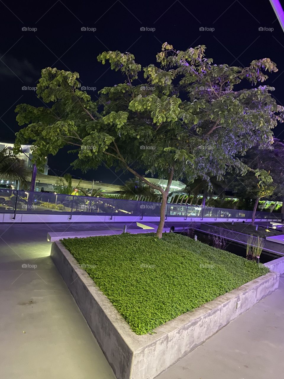 Beautiful tree in the city.