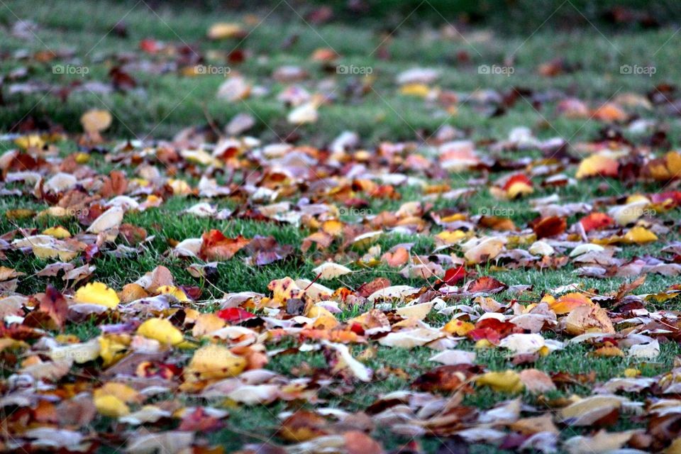 Colorful Fall Leaves on Grass