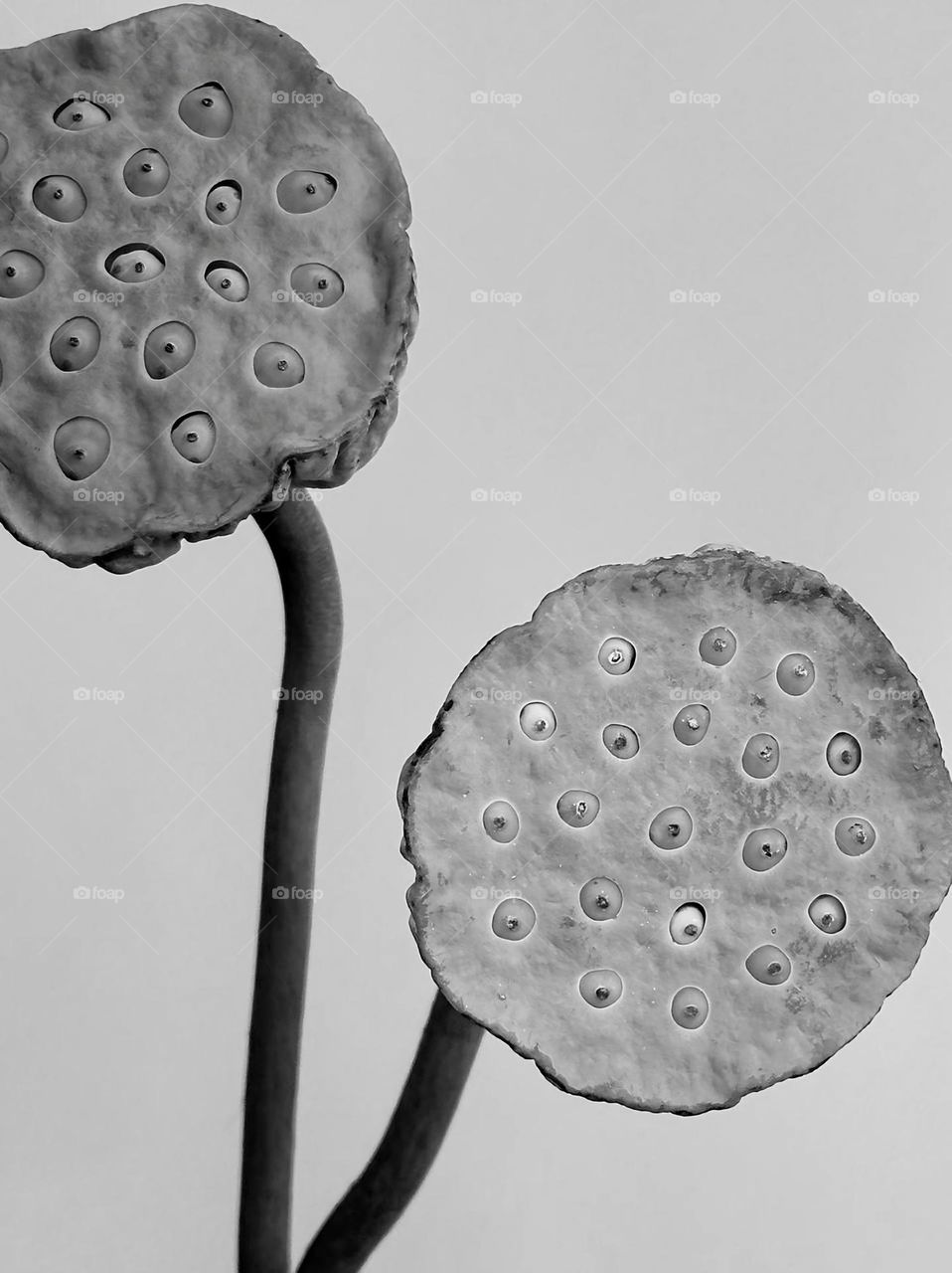 Black and White Close-Up of Dried Lotus Seed Pods – Minimal Botanical Concept