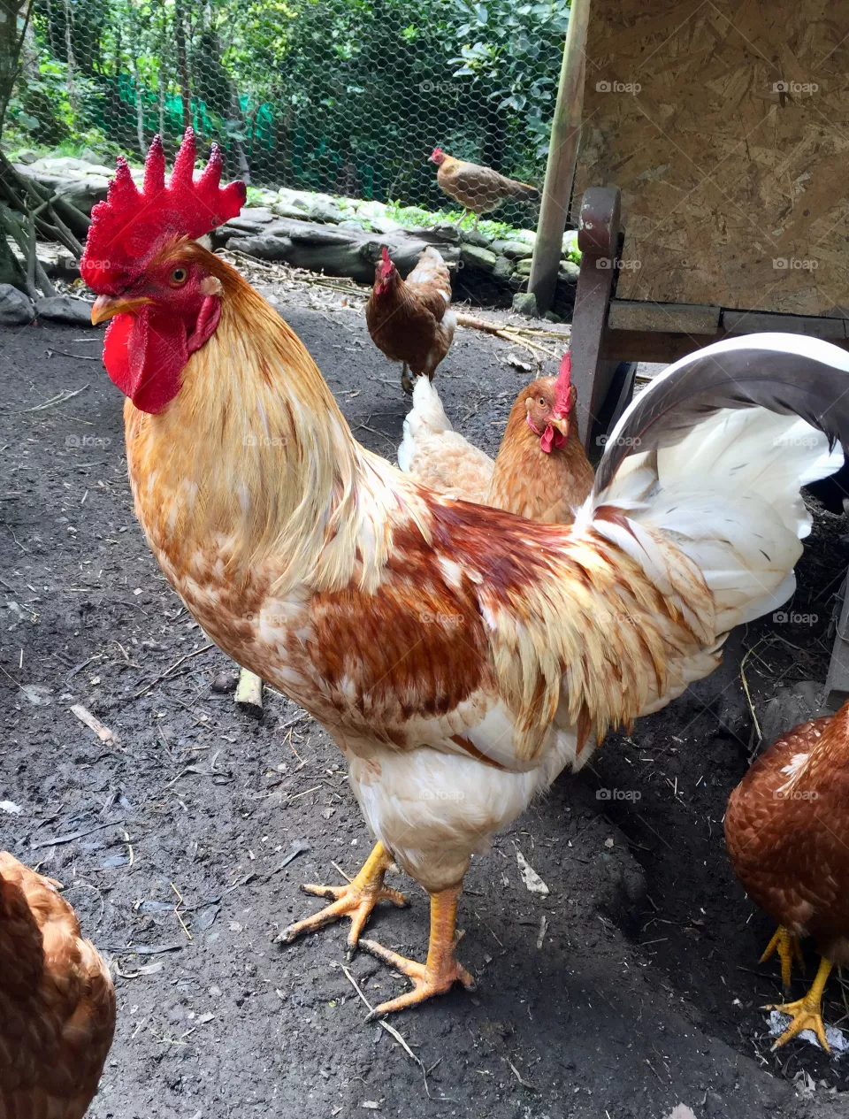 Les presento al Joven Claudio de 6 meses de edad en su gallinero