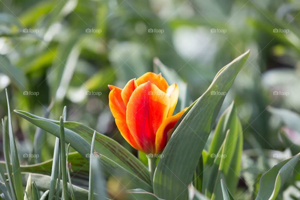 Beautiful red orange colored blooming tulip in sunlight 