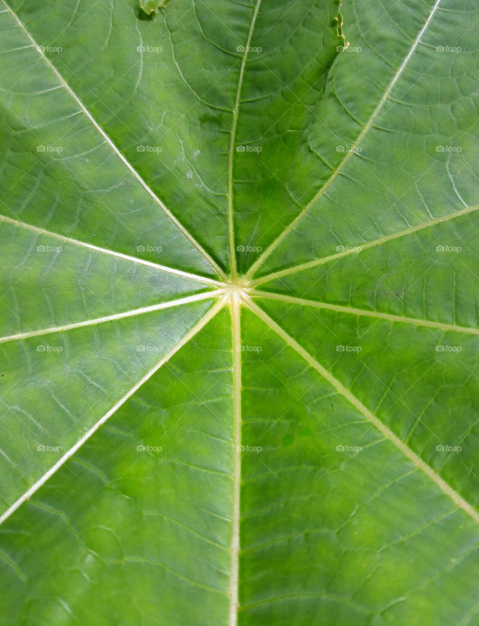 rare web green leaf design with white spider in the middle