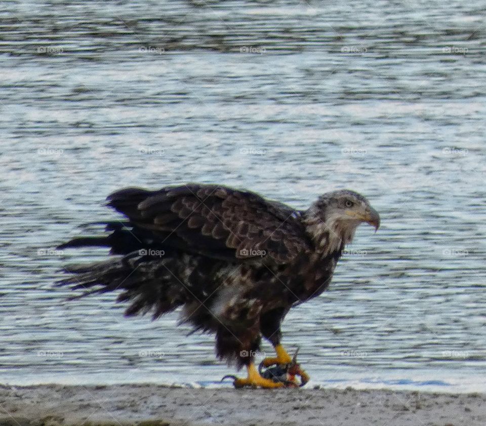 bald eagle