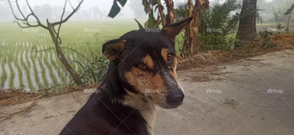 Street dog