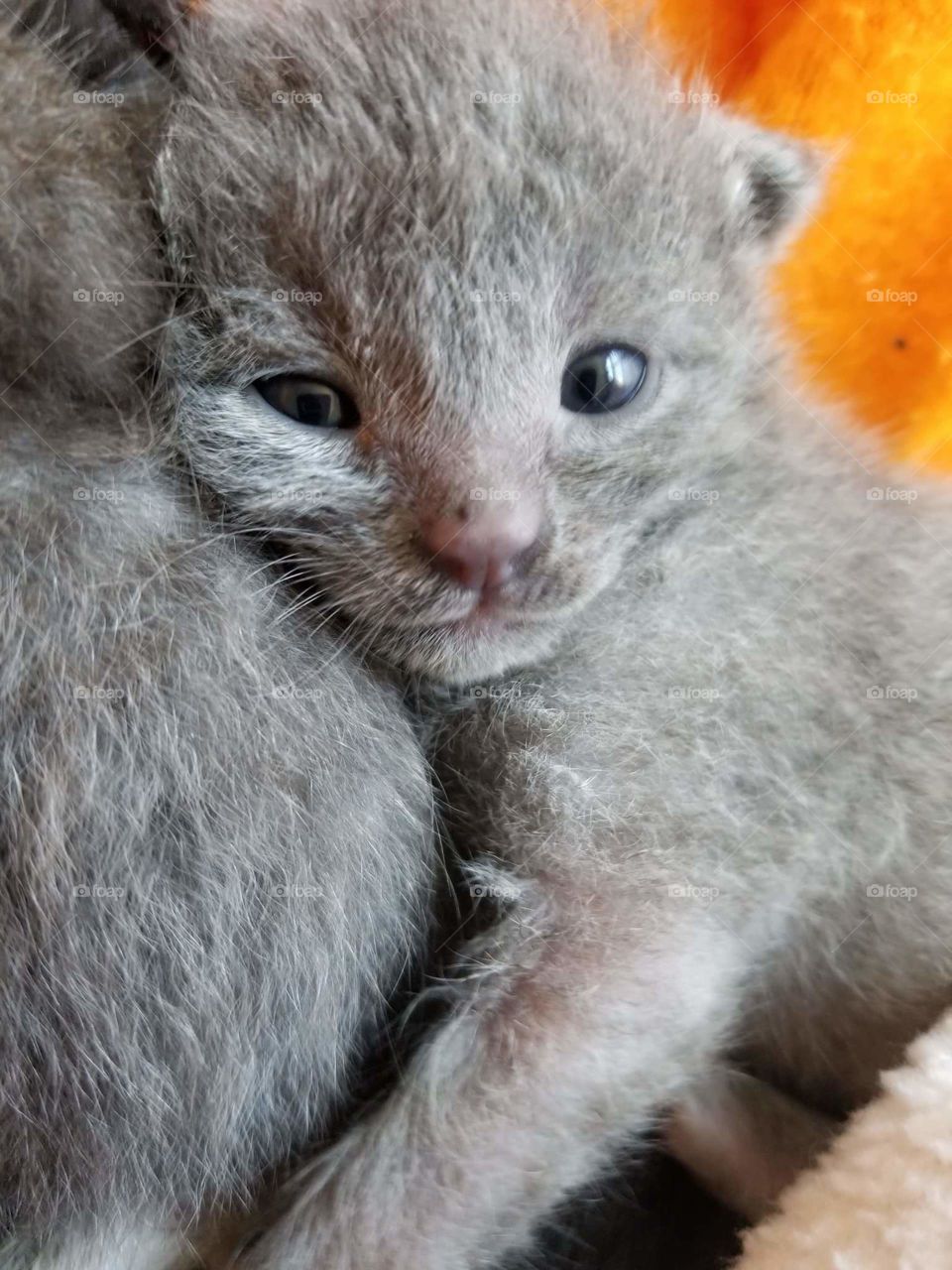 Adorable grey foster kitten settles down after a bottle.