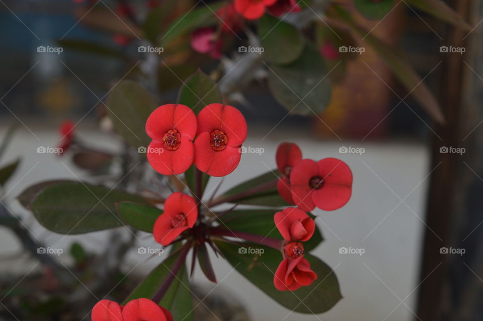Red Flower in Bhutan