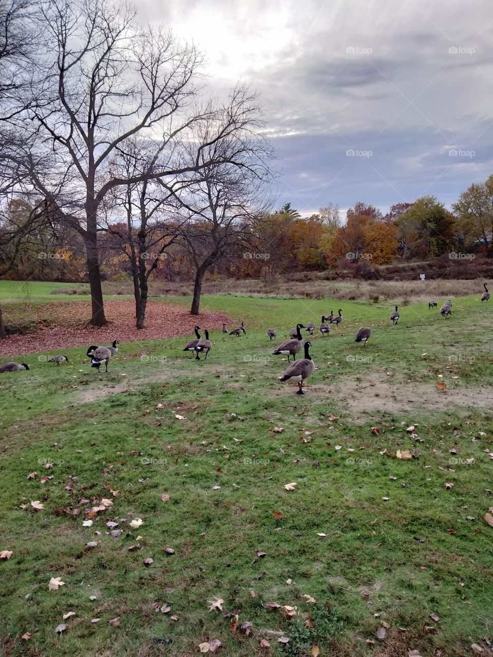 Park in my hometown, the geese are not scared of people.  Also high school football field here as well.
