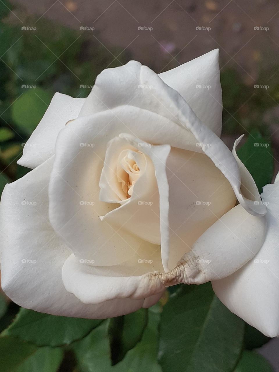 una rosa blanca primaveral