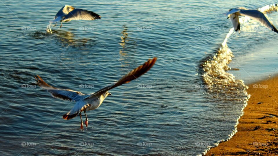 Seagulls Launching off the Water