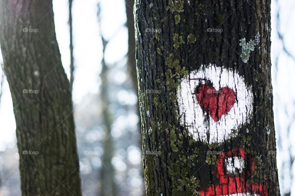 heart drawing on tree