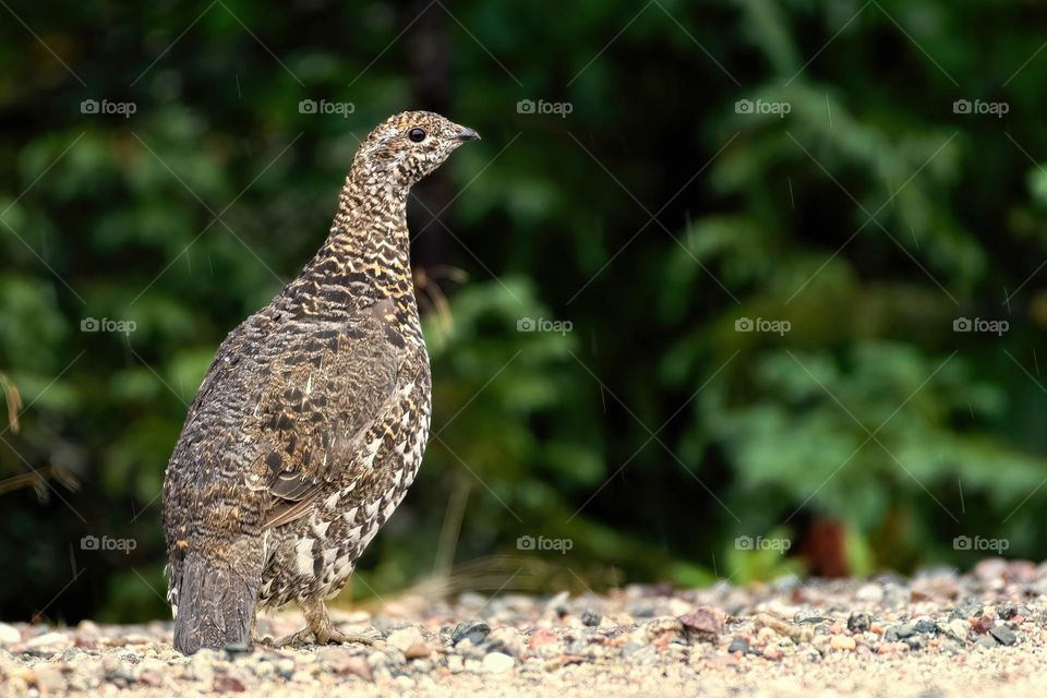 Female spruce grouse (Falcipennis canadensis) in the rain against a green background, on gravel ground