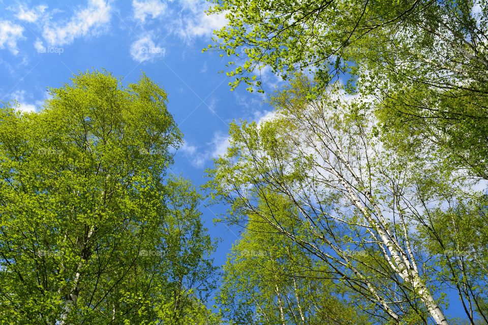 Tree, Leaf, Nature, Wood, No Person