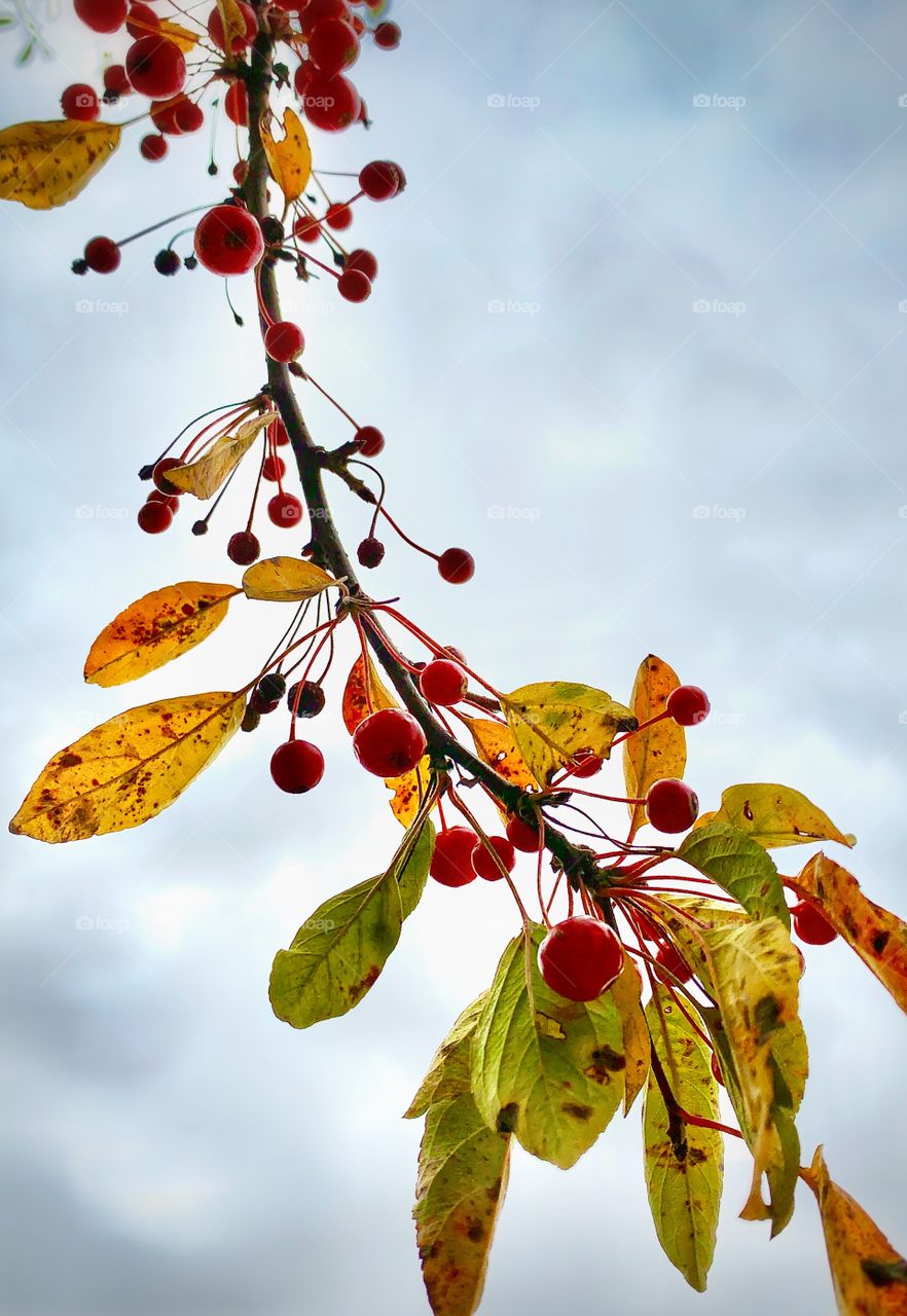 A tree with red berries—taken in Valparaiso, Indiana 