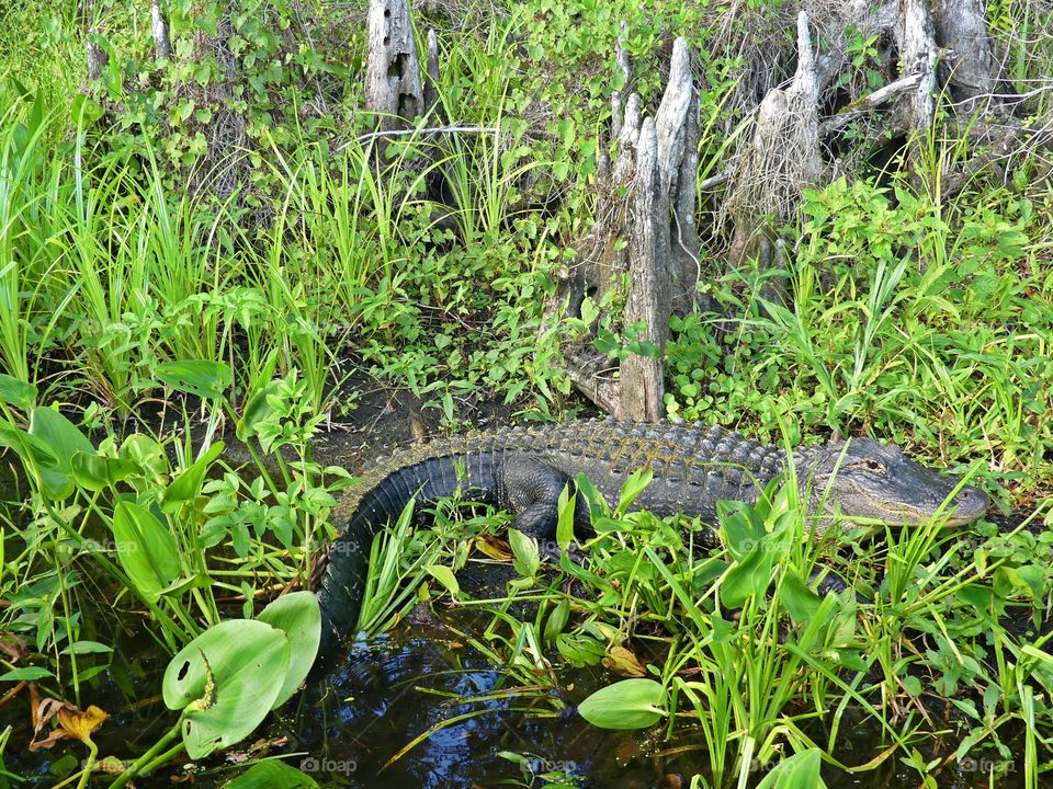 Animals in the wild - Alligators have a long armored body with thick scales or bony plates called osteoderms or scutes. They have short, powerful legs and a long, round snout. Beware of your surroundings!