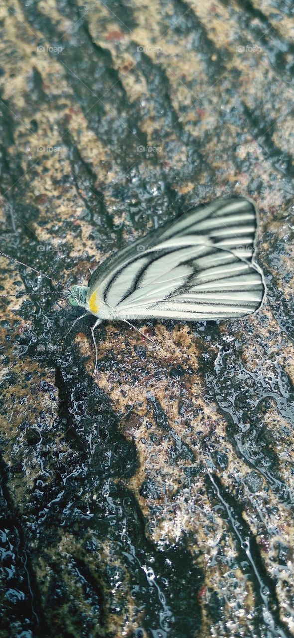 A white butterfly perched on a wet terrace
