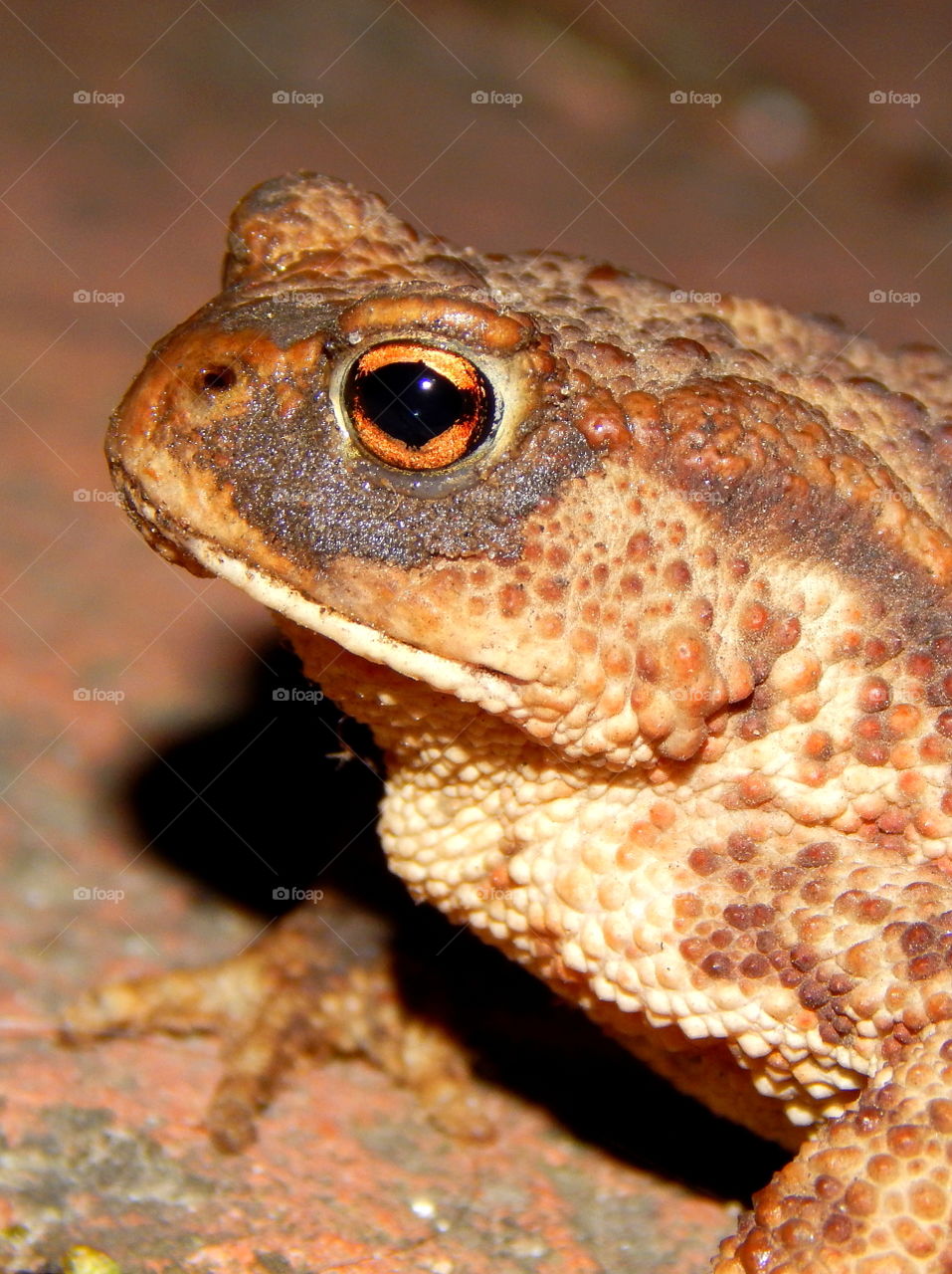 Brown frog with gold eyes