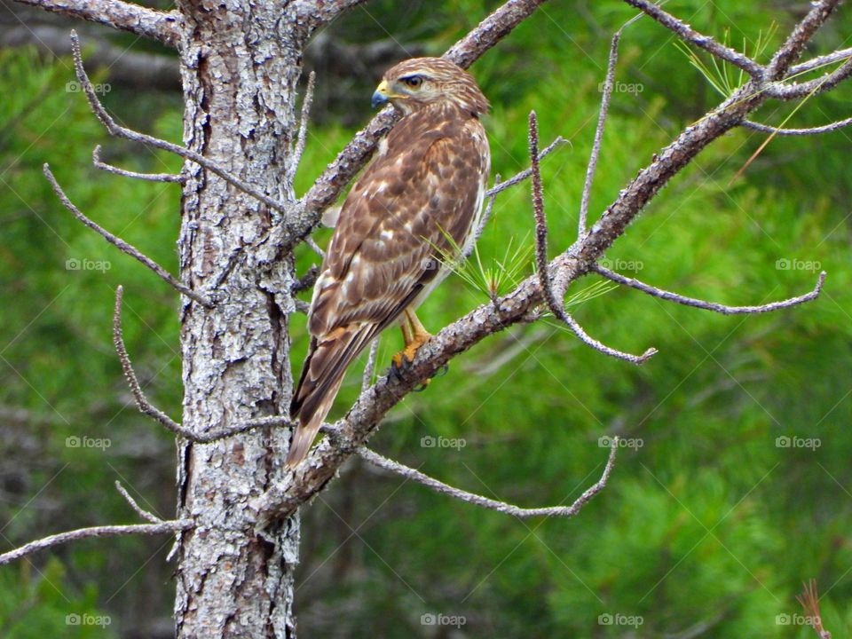 Urban Nature: Wildlife - Red-tailed Hawk perched on a pine tree limb looking for prey. This is the most widespread and familiar large hawk in North America, bulky and broad-winged, designed for effortless soaring.