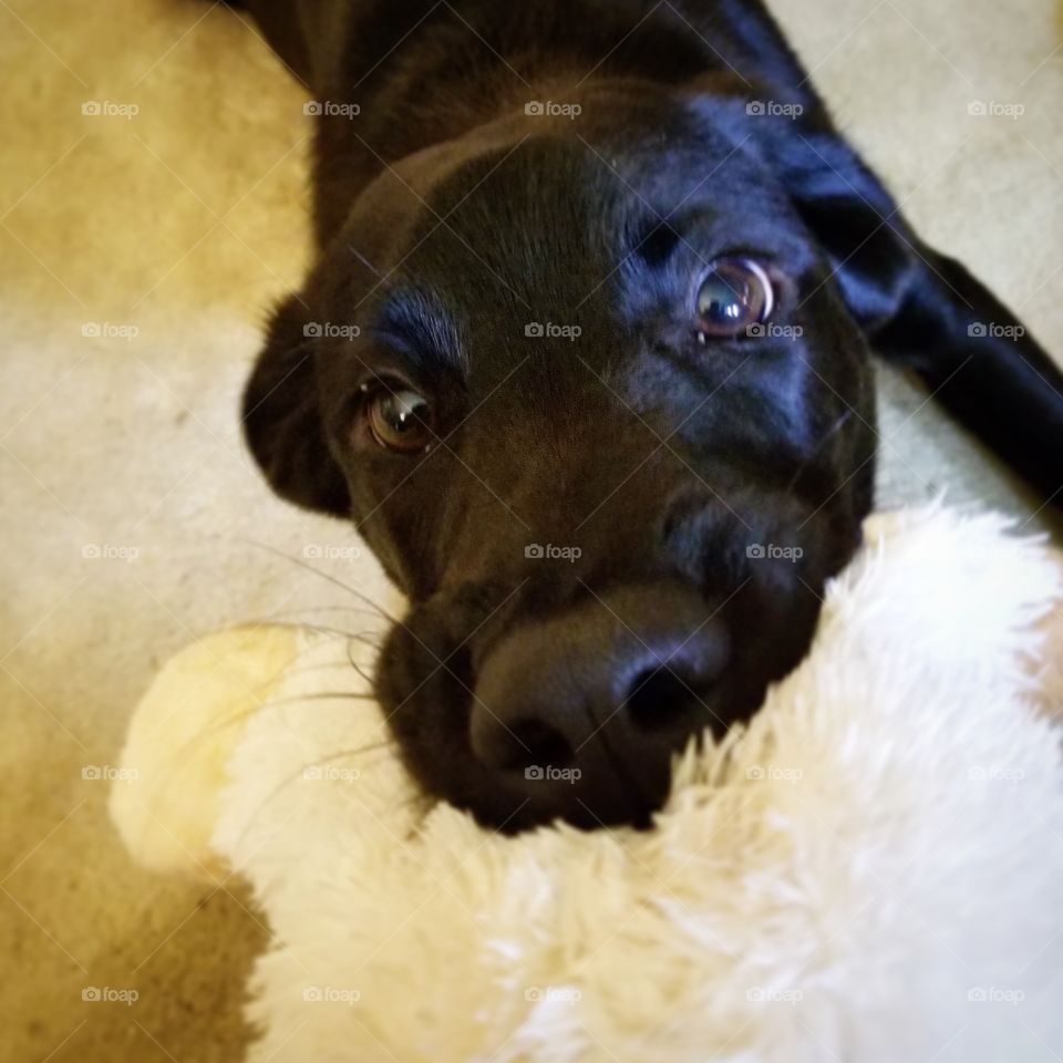 Ren Labrador Playtime