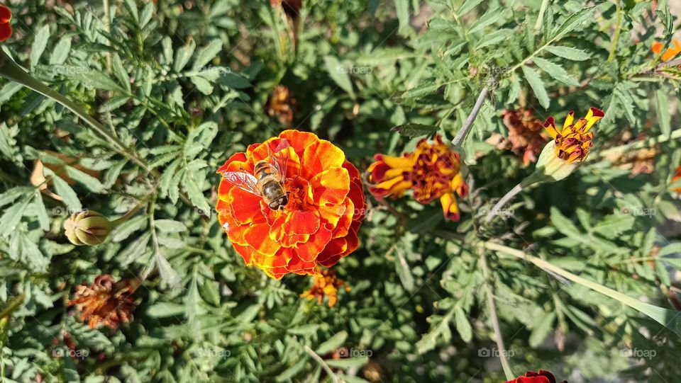 orange flower and 🐝 bee