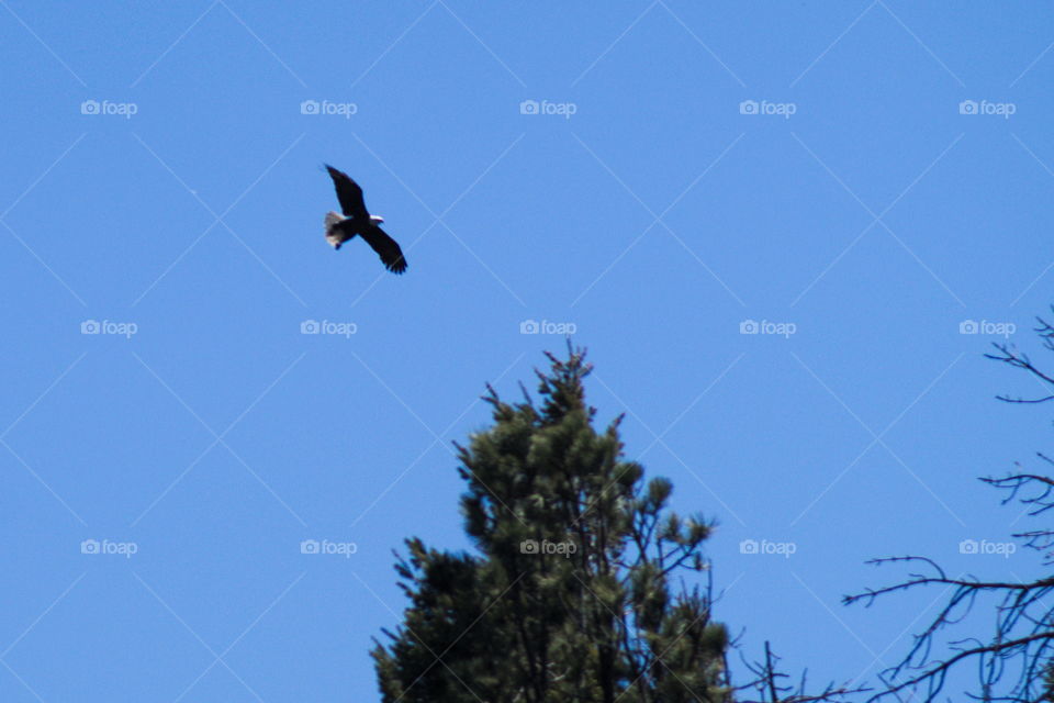 bald eagle flight soar nature tree sky b
