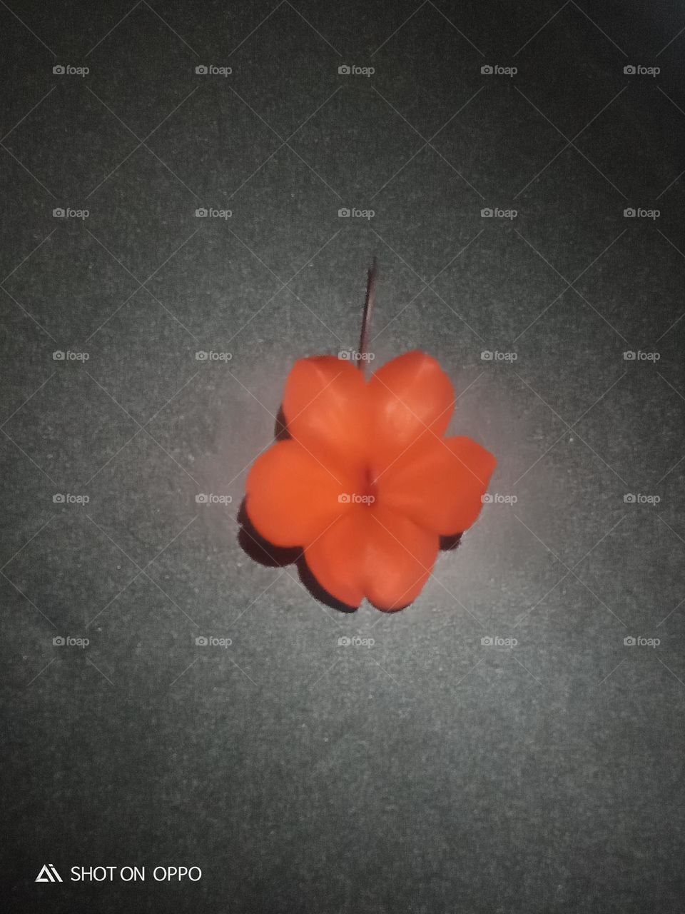 one flower beautiful naturel picture