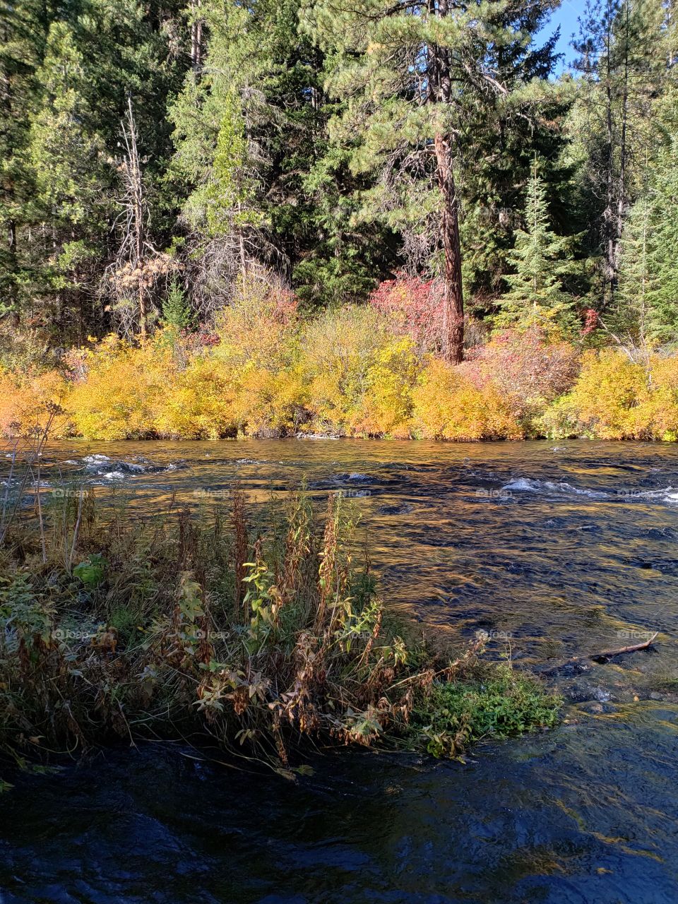 Stunning fall colors on the riverbanks of the turquoise waters of the Metolius River at Wizard Falls in Central Oregon on a sunny autumn morning. 