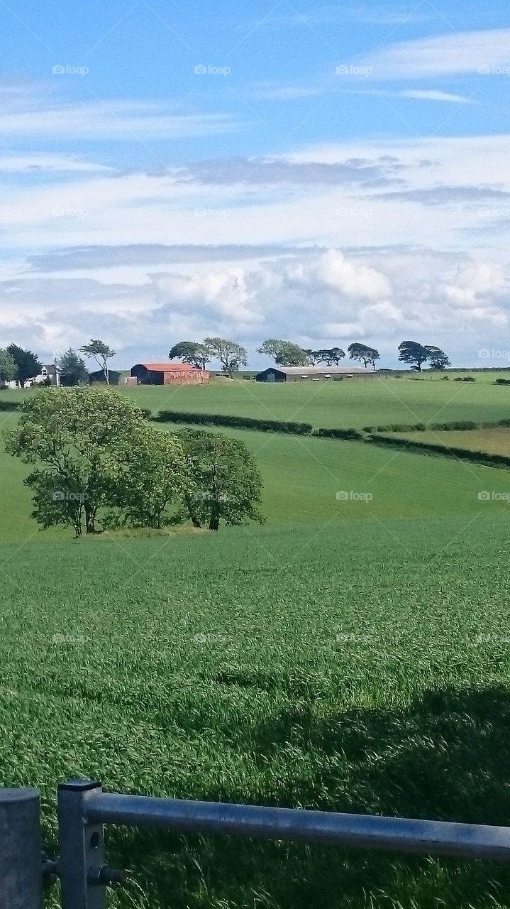 Landscape, Agriculture, Tree, Field, Grass