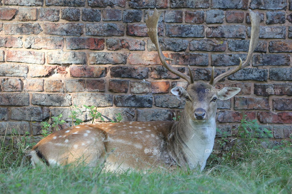 rest. stag resting in the shadow brick wall background