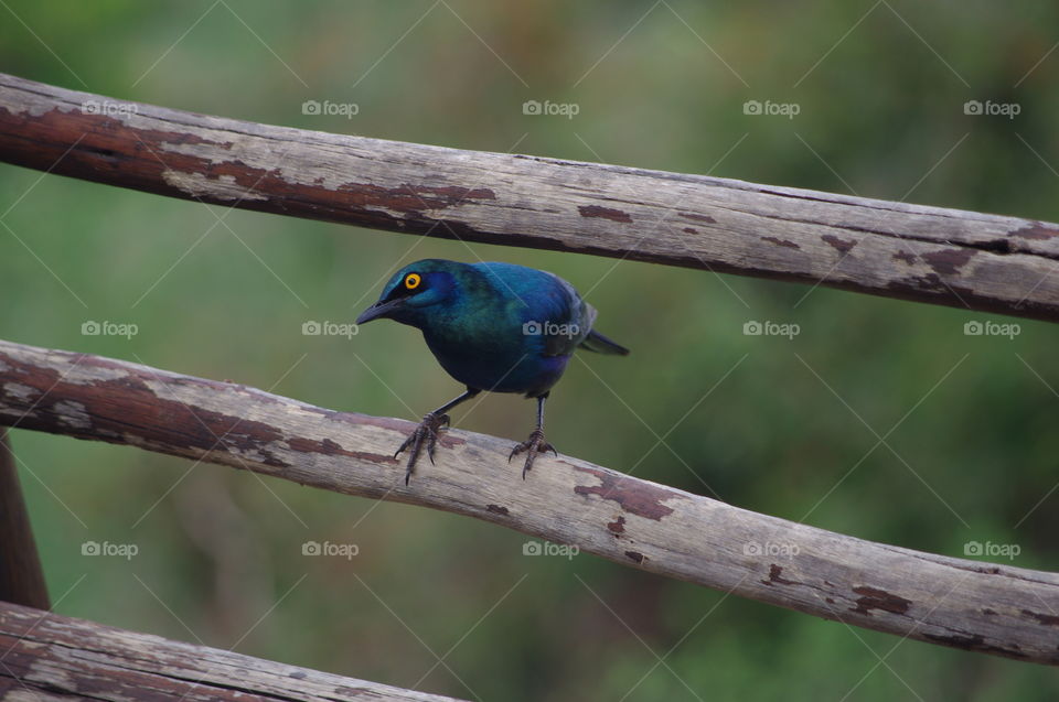 South African glossy starling