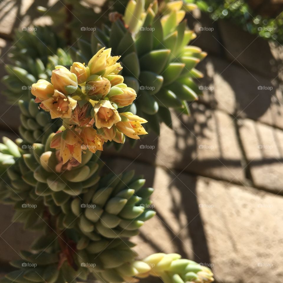 Cactus, Nature, Fruit, Flora, Flower
