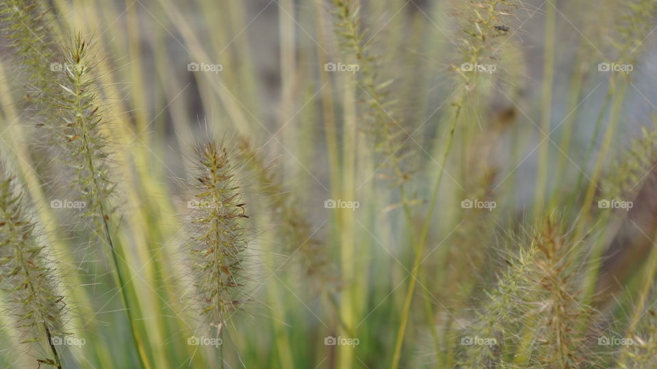 Close-up of a grass