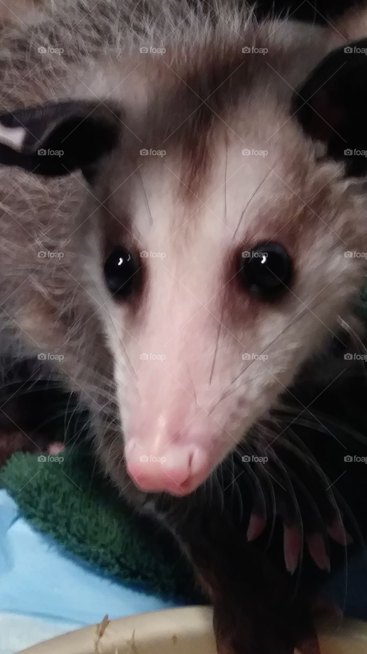 opossum