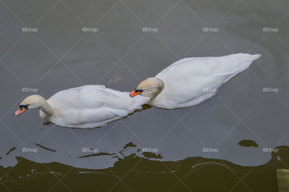 Two Swans From Above