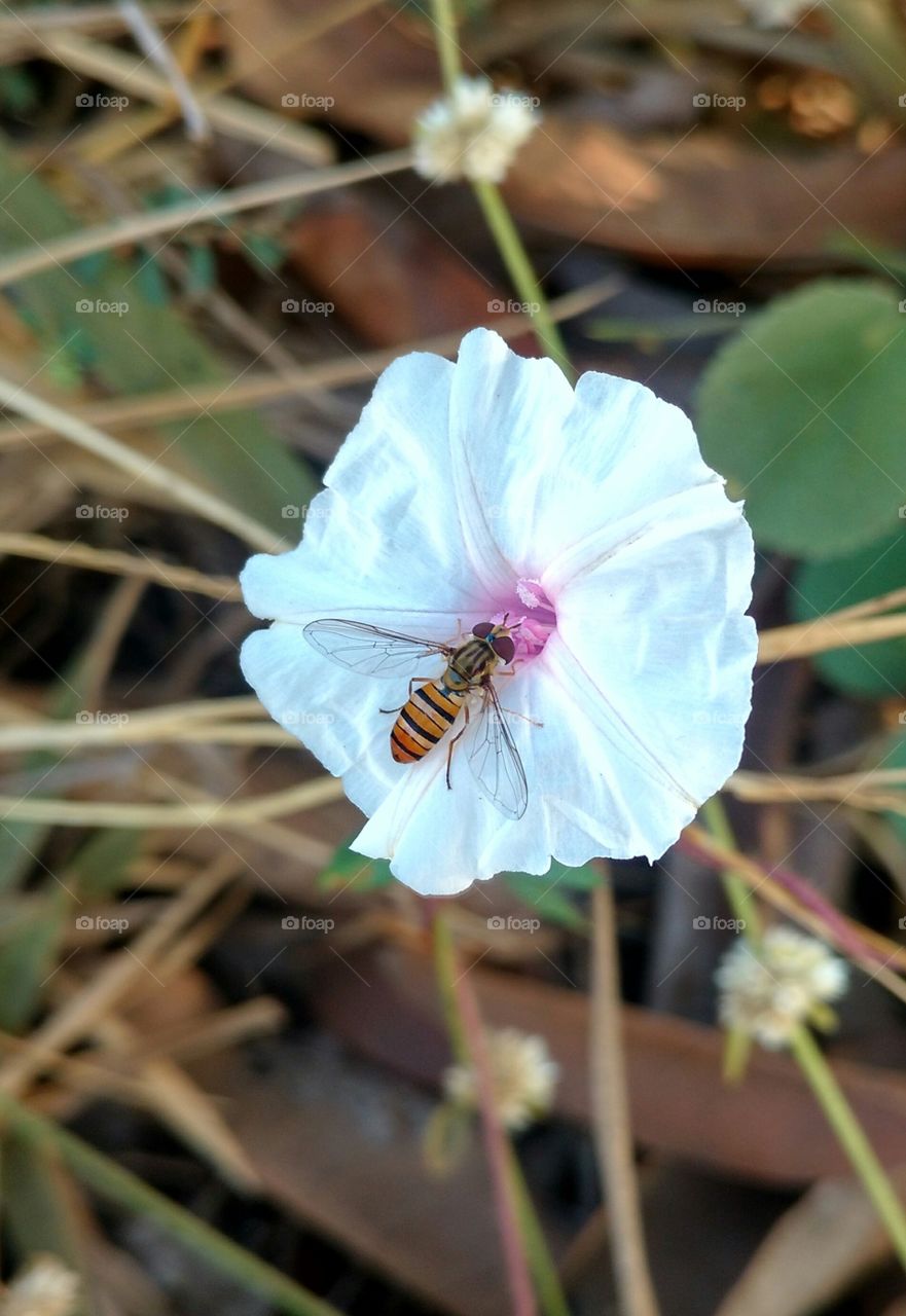 Honeybee On The beautiful Flower