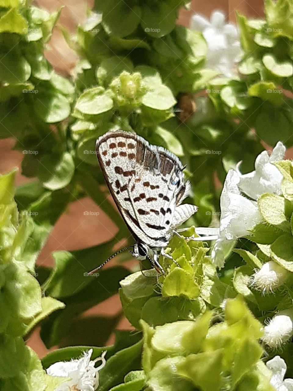 Butterfly pollinates flowers