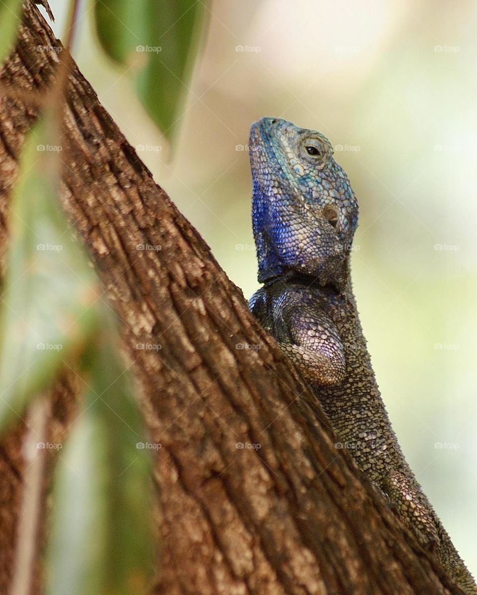 A blue headed tree agama 