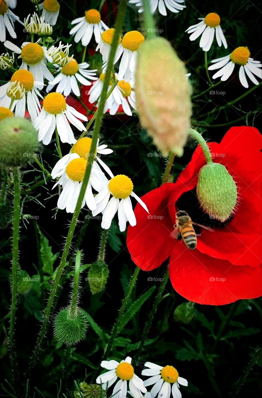 Spring has sprung. Close-up. White chamomiles, poppy buds and a red poppy on which a bee lands